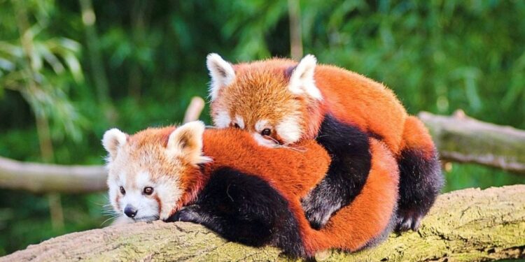 Taiwán da bienvenida a pandas rojos de China y así fue el momento