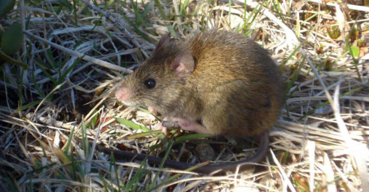Veintiún países colaborarán en estudio del hantavirus que causó crisis en crucero