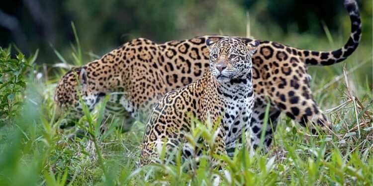 ¡Paseo familiar! Captan a una jaguar y sus dos crías recorriendo una reserva natural de Guanajuato