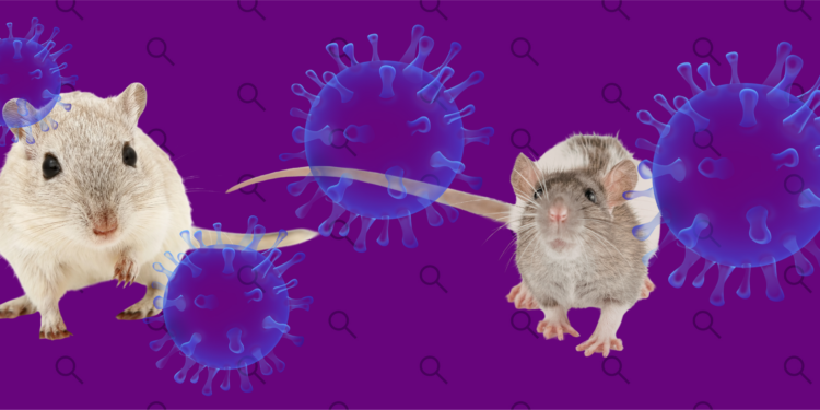 ¿Qué es el hantavirus y qué sabemos del brote en un crucero?