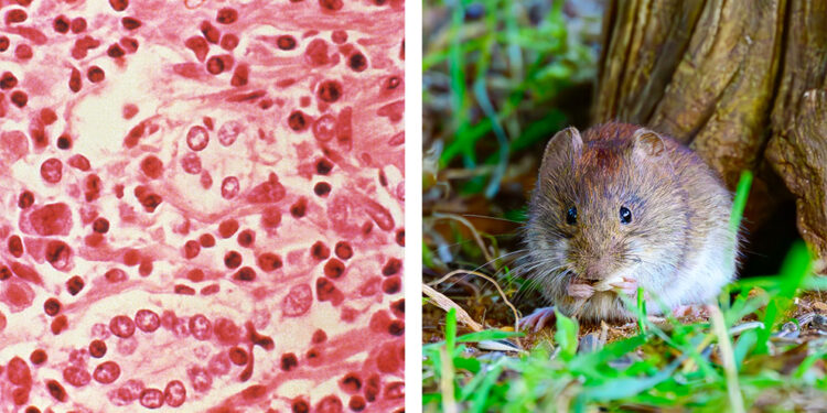 ¿Qué es el hantavirus y por qué preocupa su brote en un crucero?