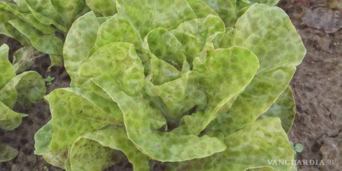 Autoridades señalan a lechuga iceberg de Taylor Foods como origen de brote de ciclosporiasis