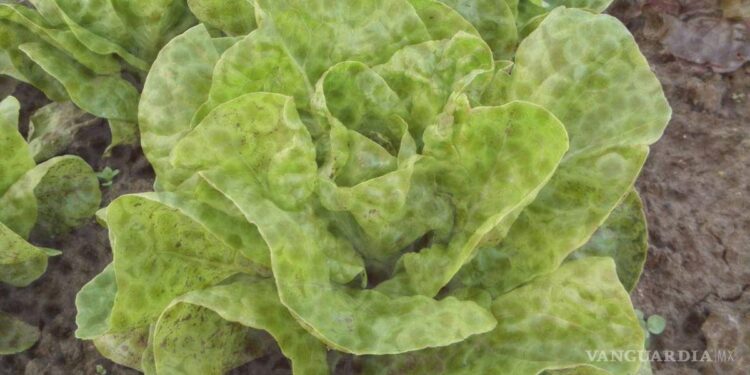 Autoridades señalan a lechuga iceberg de Taylor Foods como origen de brote de ciclosporiasis