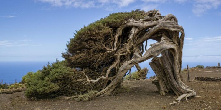 El sabinar de El Hierro, árboles centenarios modelados por el viento