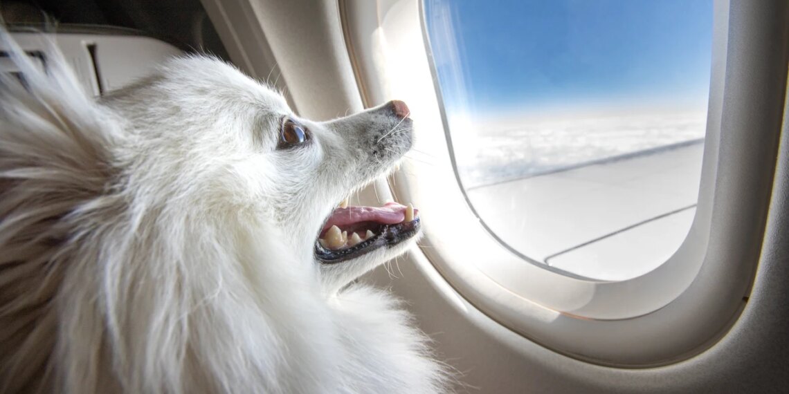 Viajar con tu perro este verano: las claves para hacerlo con seguridad