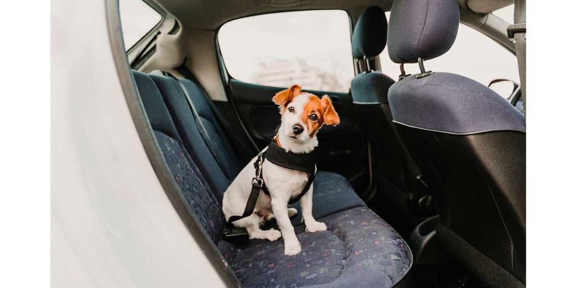 Cómo viajar con mascotas de forma segura