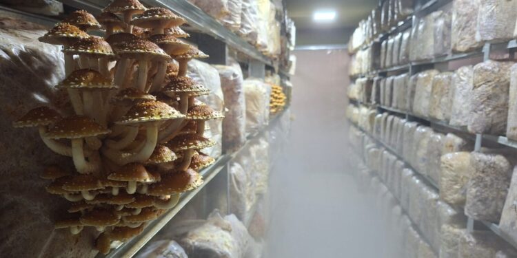 Fernando de Antueno es pionero en el cultivo de hongos y brotes en Tierra del Fuego: Diseñó un módulo especial para producirlos y los vende a chef y a los cruceros que llegan a Ushuaia