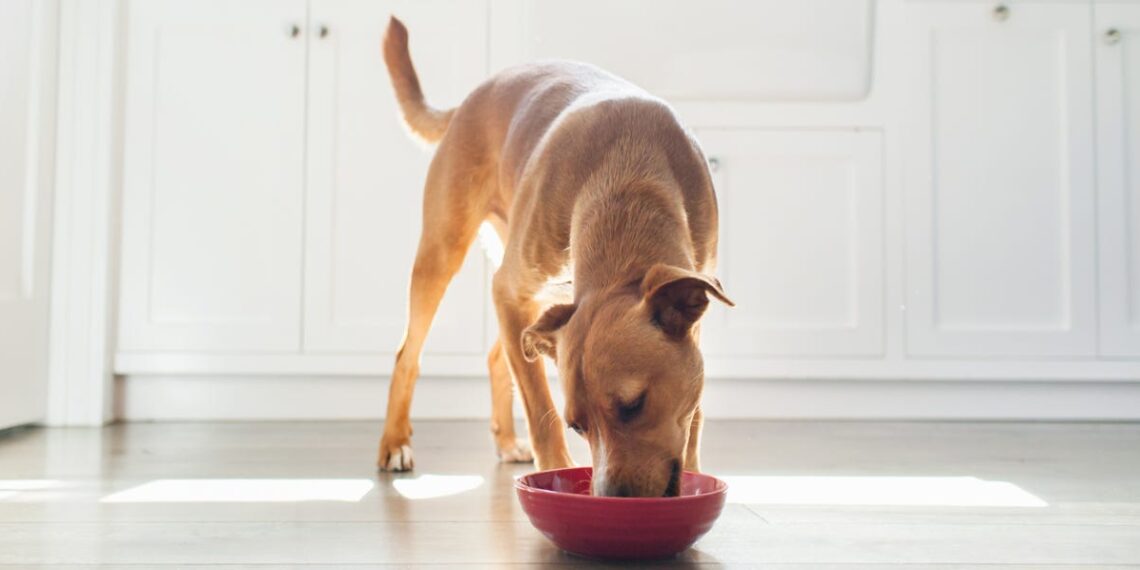 Los 13 alimentos más peligrosos para tu perro
