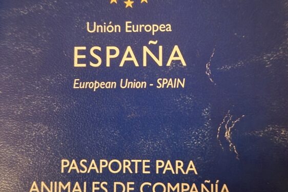 Pasaporte, microchip y vacuna contra la rabia: los veterinarios advierten de los requisitos para viajar con animales de compa&ntilde;&iacute;a