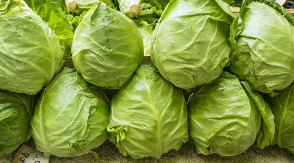 Retiran lechuga mexicana en EU por brote de ciclosporiasis