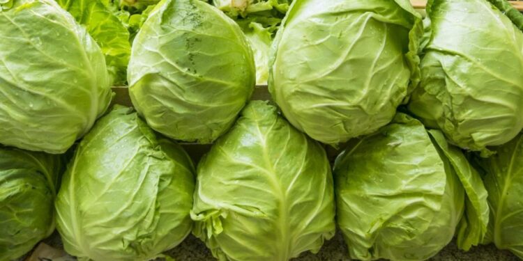 Retiran lechuga mexicana en EU por brote de ciclosporiasis