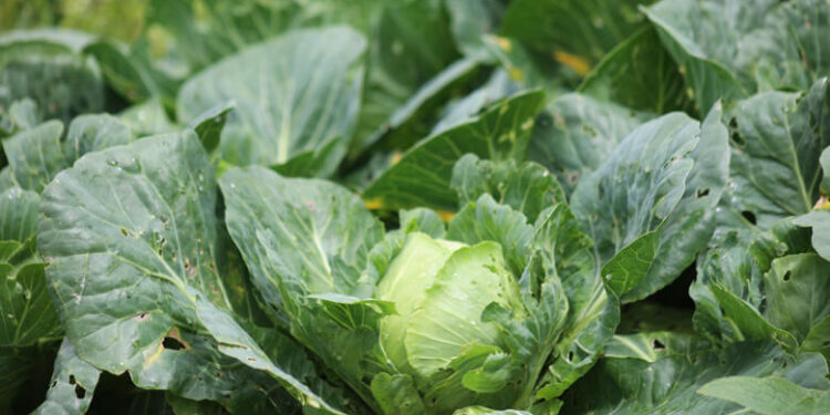 Taylor Foods retira lechuga iceberg por brote infeccioso