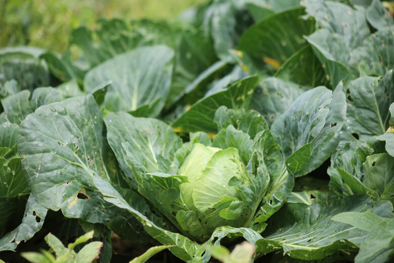 Taylor Foods retira lechuga iceberg por brote infeccioso