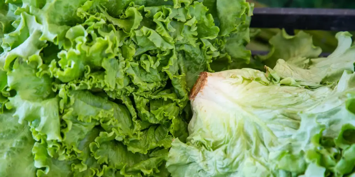 Taylor Farms retira de EU toda su lechuga producida en México por ciclosporiasis