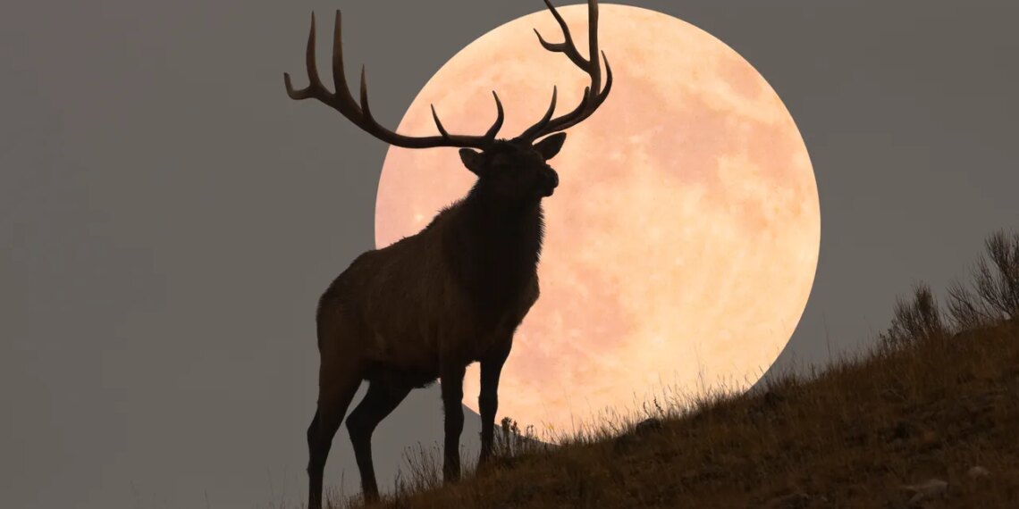The Full ‘Buck Moon’ Is Approaching—Here’s What It Means for Every Star Sign