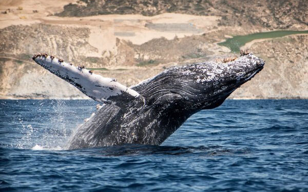 Sheinbaum frena cruceros en Loreto para proteger a las ballenas – Misión Política