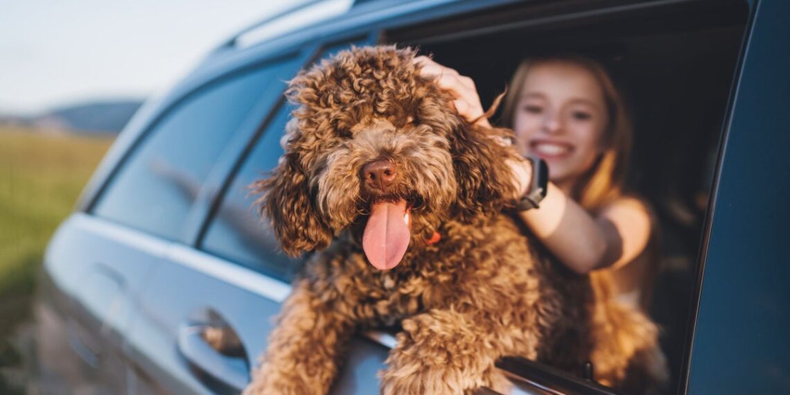 Ya no dejamos al perro en casa: así son las vacaciones de la nueva generación de viajeros 'pet friendly'