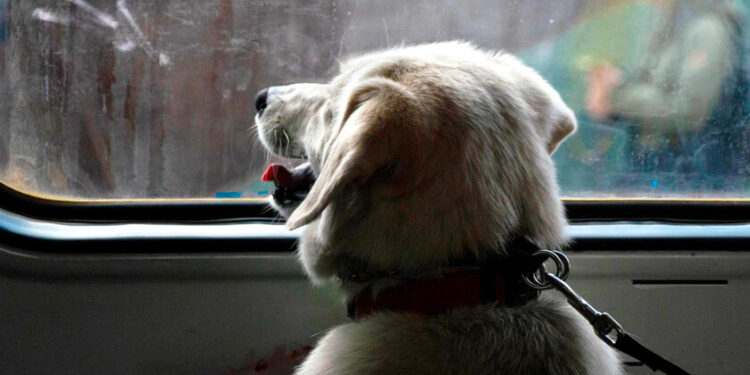 Coche pet-friendly, hasta dos perros por tren y como máximo de 40 kilos: Renfe permitirá a partir de esta fecha viajar con mascota en todos sus trenes