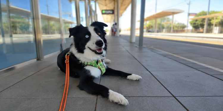 Renfe da un giro a los viajes con perros: así podrás viajar con tu mascota desde el 21 de julio
