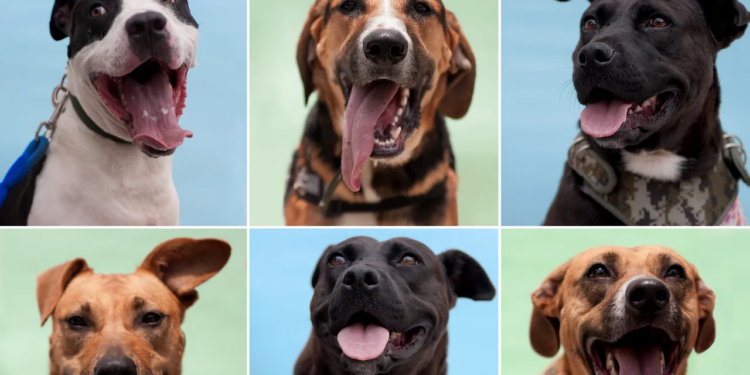 Adopta un perrito de Dogue: Tu próximo gran amor tiene cuatro patas