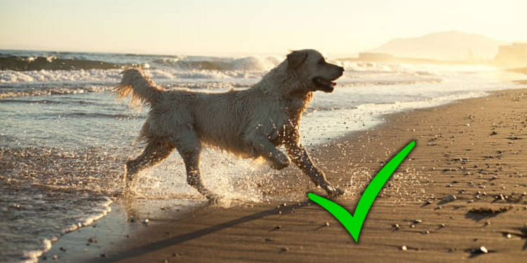 Ya puedes viajar gratis: esta nueva forma de turismo permite alojarse en destinos de lujo a cambio de cuidar animales