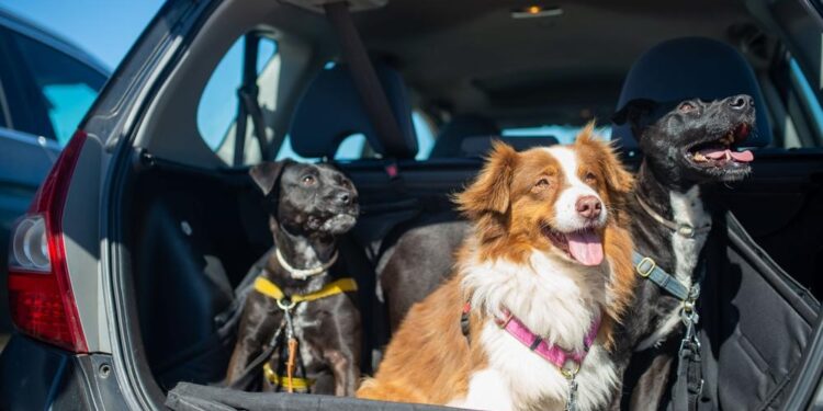 Un perro suelto en el coche multiplica los peligros y las consecuencias ante un accidente pueden ser especialmente graves.