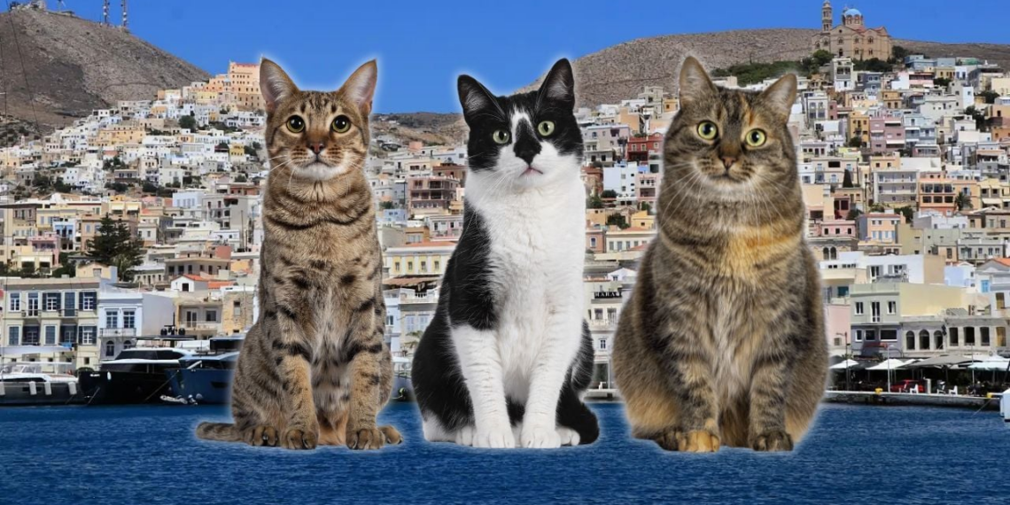 Syros Cats: La isla griega que ofrece alojamiento y comida por cuidar gatos, ¿cómo inscribirte?