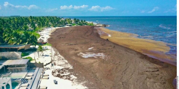 Redireccionan viajes del Caribe al Pacífico por sargazo