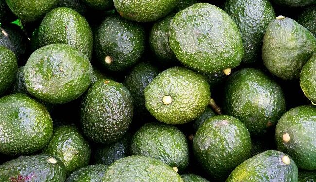 Aceite de aguacate; la IA de Primero