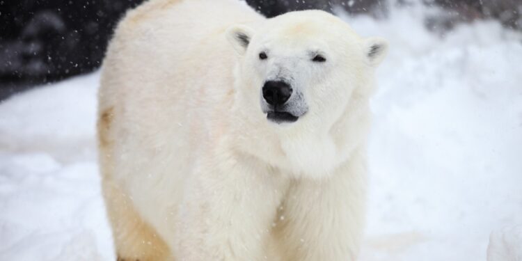 Multan a turista en Noruega por despertar a un oso polar con la bocina de un crucero