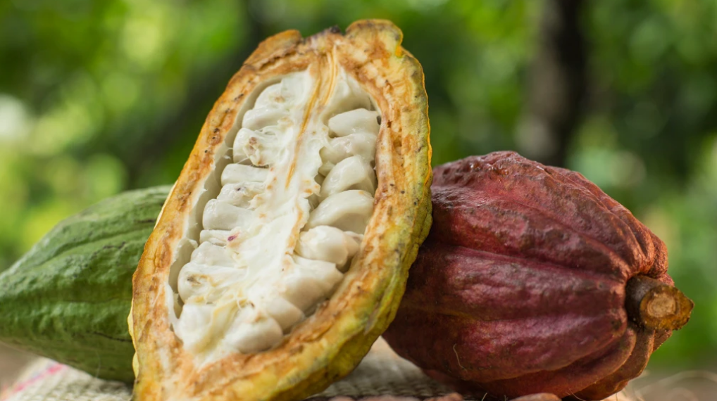 Machu Picchu Foods impulsa plan integral con el cacao en Cusco