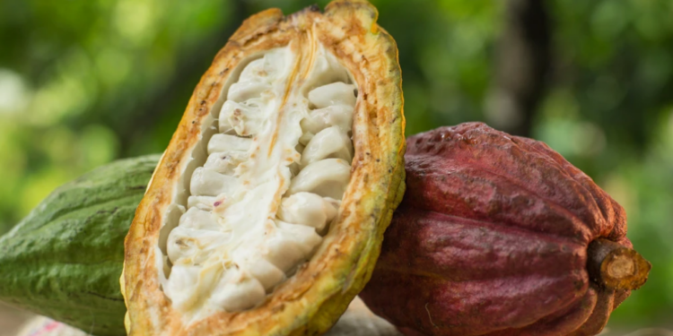 Machu Picchu Foods impulsa plan integral con el cacao en Cusco