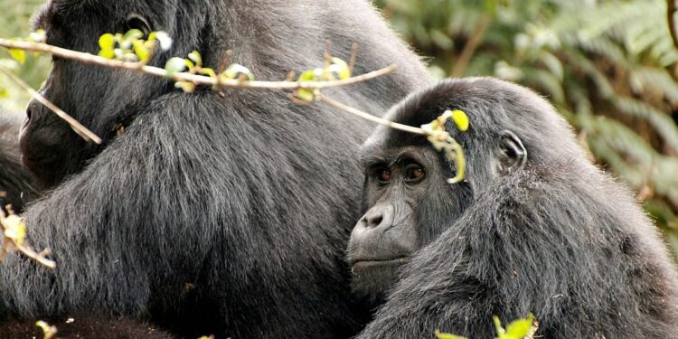 Nuevo ranking revela los 10 mejores encuentros de fauna salvaje por los que viajar