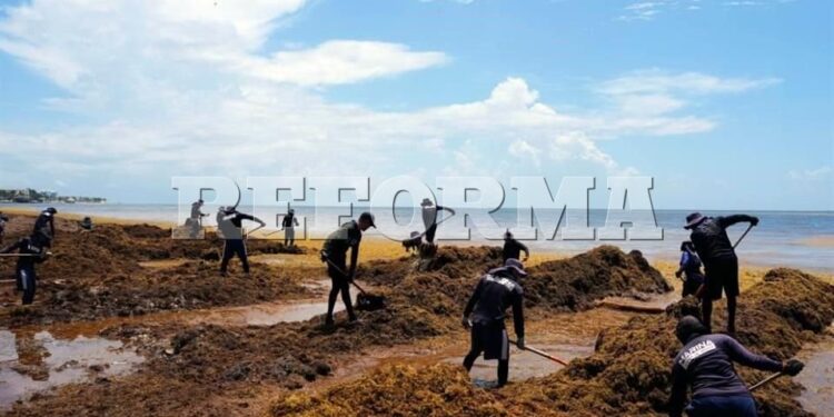 Ofrecen viajes del Caribe al Pacífico por sargazo