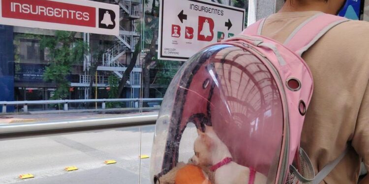 ¿Podrás viajar con tu perro o gato en el Metro? Proponen transporte pet friendly en CDMX