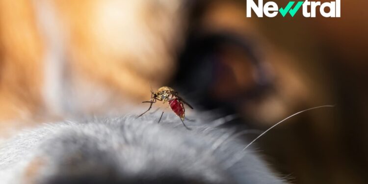 ¿Este verano hay menos mosquitos? Las olas de calor cambian el calendario