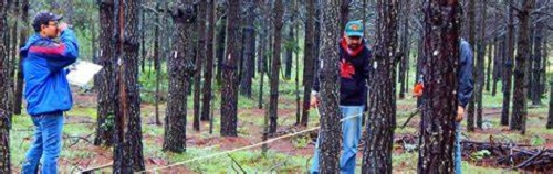 México ante el reto de recuperar sus bosques