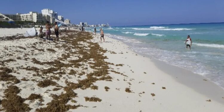Fotogalería: Comienza la llegada masiva de sargazo a Quintana Roo