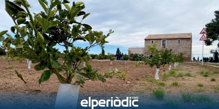 Los cruceros se interesan por Burriana y Onda: de conocer los campos de naranja a moldear cerámica