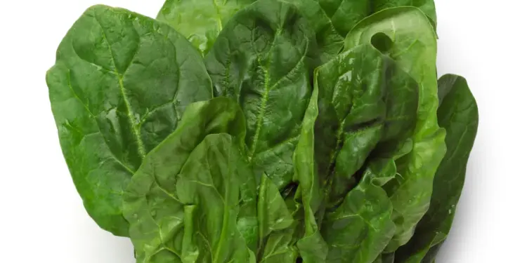 11 Foods To Increase Your Ferritin Levels