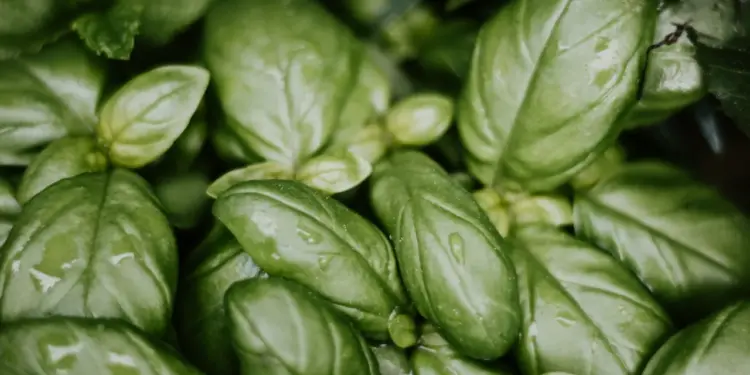 7 Health Benefits of Basil, From Antioxidants to Stress Relief