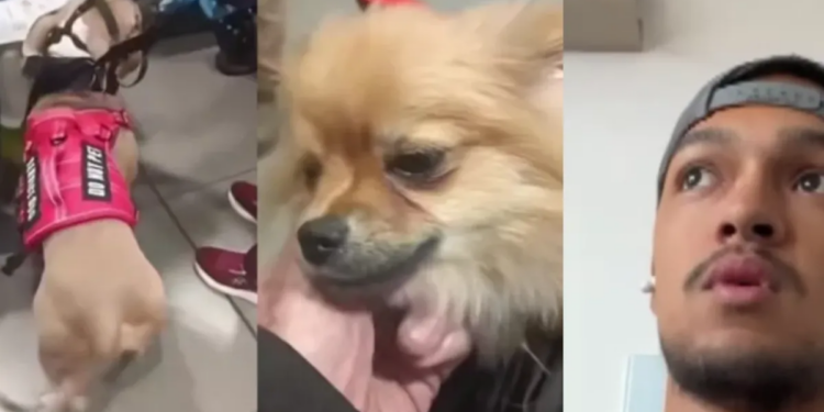 Giro en caso de perros abandonados en El Dorado: dueño de una de las mascotas culpa a agencia de viajes que contrató para transportarla a Bogotá