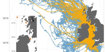 Las aves también sufren 'jet lag' en sus largos viajes migratorios