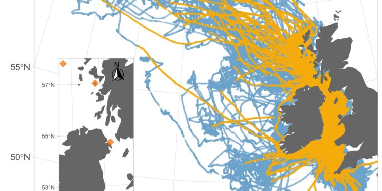Las aves también sufren 'jet lag' en sus largos viajes migratorios