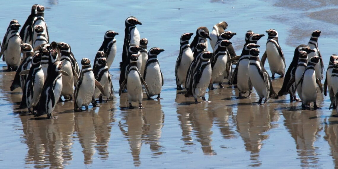 Pingüinos de Magallanes: el estudio que revela viajes de miles de kilómetros y zonas clave para su conservación