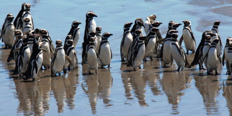 Pingüinos de Magallanes: el estudio que revela viajes de miles de kilómetros y zonas clave para su conservación