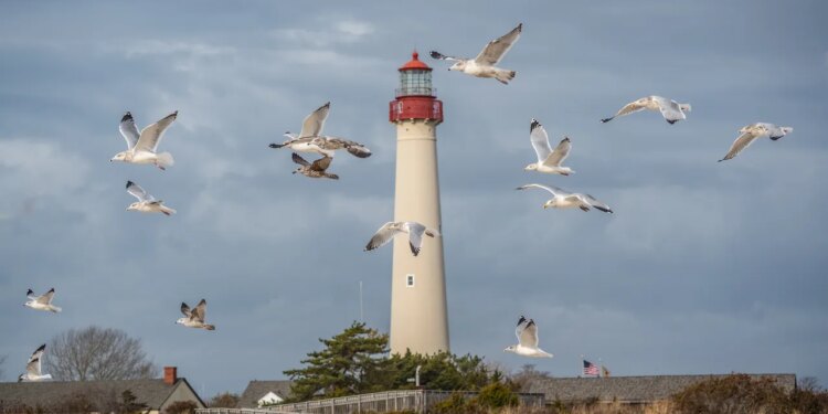 A Birder’s Guide to Cape May, New Jersey