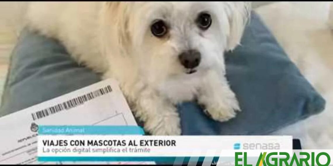 Viajes con mascotas al exterior: El CVI digital simplifica el trámite